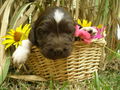 I und unsare hundebabys? 42614623