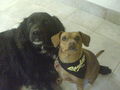 Jana und Shadow meine hunde  69961281