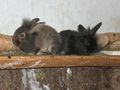 My sweet rabbits 44426603