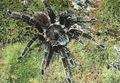 spider1 - Fotoalbum