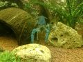 Mein Aquarium 69076268