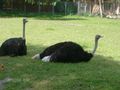 12. 08. 2008 Tierpark Schmiding 43060152