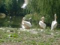 12. 08. 2008 Tierpark Schmiding 43060214