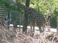 12. 08. 2008 Tierpark Schmiding 43060287