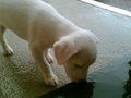 Mein kleiner süßer Hund 37770062