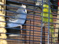 tiere von da nochbarschoft und von daham 37727799