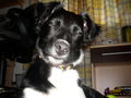 mei liaba Hund (jessi) 57220059