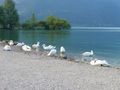 Gardasee 11-13_07_08 41186613