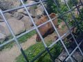 tierpark stadt haag 59785420