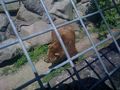 tierpark stadt haag 59785706