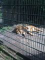 tierpark stadt haag 59785885