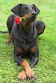 Dobermann 46839776