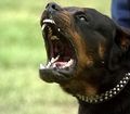 Rottweiler 46840300