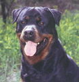 Rottweiler 46840306