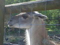 Tierpark Haag 47741986