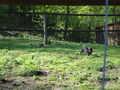 Tierpark Haag 47742066