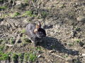 Tierpark Haag 47742166