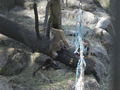 Tierpark Haag 47742384