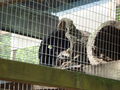 Tierpark Haag 47743645