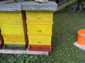 Bienen in Großraming 65016152