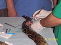 Summer School for Exotic Animals in Brno 7985153