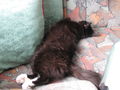 Meine Katze - des Gfrast!!! 44172010