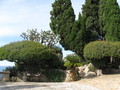 Botanischer Garten Monaco 75784064