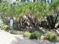 Botanischer Garten Monaco 75784128