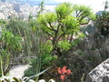 Botanischer Garten Monaco 75784139