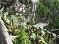 Botanischer Garten Monaco 75784180