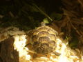 mei schildkröte - jacky joe 51152086