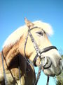 my horse!  64358531