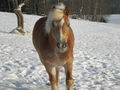 my horse!  71323125