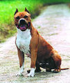 Amstaff 71170200