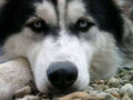 Husky.....my dreamdog.... 55504201