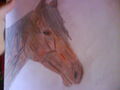 Meine Pferdezeichnungen 43036670