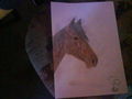 Meine Pferdezeichnungen 43036673