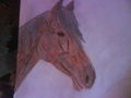 Meine Pferdezeichnungen 43036676