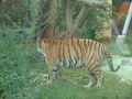 Der kleine Tiger und Panda-Schönbrunn 44881514