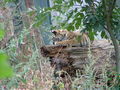 Der kleine Tiger und Panda-Schönbrunn 44881744