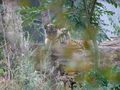 Der kleine Tiger und Panda-Schönbrunn 44881921