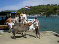 Ausflug zum KORNATI nationalpark 39204934