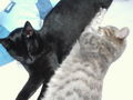 Meine Katzen Tomy und Cora 39260227