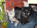 Meine Katzen Tomy und Cora 39260233