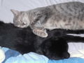 Meine Katzen Tomy und Cora 39260234