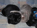 Meine Katzen Tomy und Cora 39260237