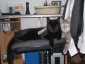 Meine Katzen Tomy und Cora 39260241