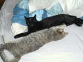 Meine Katzen Tomy und Cora 39260244