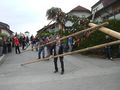 Maibaum Stehlen 05/2011 75641064