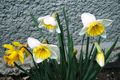 FRÜHLING MONDSEE AB 4.APRIL.2009 57109581